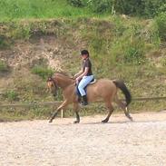 Anden særlig race Marco *SOLGT*