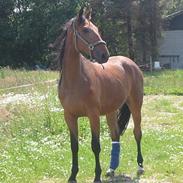 Dansk Varmblod Sonny-Boy