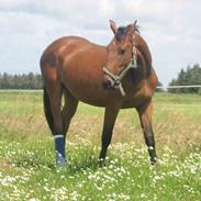 Dansk Varmblod Sonny-Boy