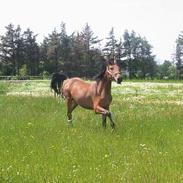 Dansk Varmblod Sonny-Boy