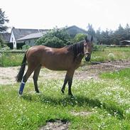 Dansk Varmblod Sonny-Boy