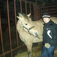 Fjordhest Vikna - Pølsen