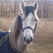 Anden særlig race Yasmin ( er død )