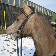 Anden særlig race Yasmin ( er død )