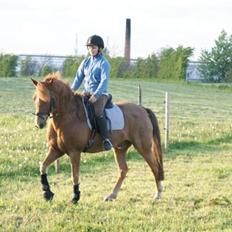 Tysk Sportspony Gizmo *Solgt*
