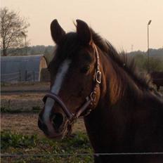 Anden særlig race Mira