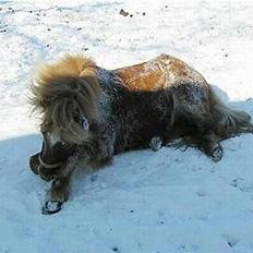 Islænder Lukka fra Flødal (SOLGT)