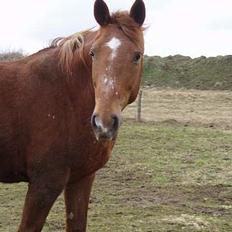 Dansk Varmblod Firanze RIP