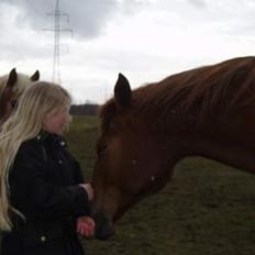 Dansk Varmblod Firanze RIP