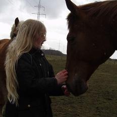 Dansk Varmblod Firanze RIP