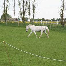 Anden særlig race Shadow(død)