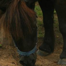 Shetlænder Frederik