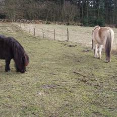 Shetlænder Frederik