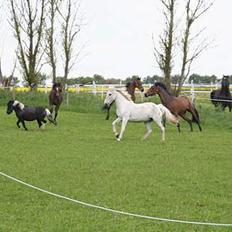 Anden særlig race Shadow(død)