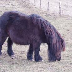 Shetlænder Frederik