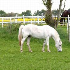 Anden særlig race Shadow(død)
