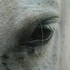 Anden særlig race Shamal *RIP*