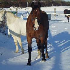Hannoveraner ruben R.I.P 14.01.10
