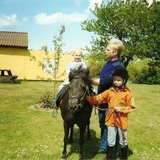 Anden særlig race Anne-lotte Himmelhest. 