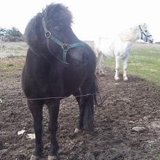 Anden særlig race Anne-lotte Himmelhest. 
