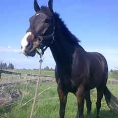 Fuldblod (XX) Rigel 