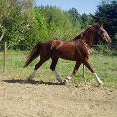 Gelderland Lukas