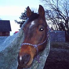 Traver  (¯`v´¯)targo Birke(¯`v´¯)