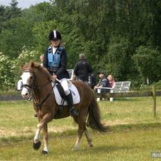 Anden særlig race Jack