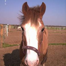 Anden særlig race Jack