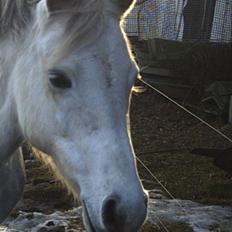 Welsh Pony (sec B) Skovbjergs Percy SOLGT.
