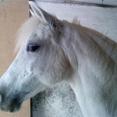 Tysk Sportspony Kassandra