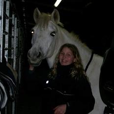 Tysk Sportspony Kassandra