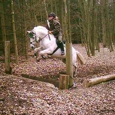 Tysk Sportspony Kassandra