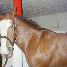 Anden særlig race Cici *død* :'(