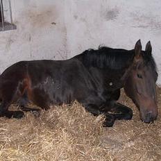 Oldenborg Borgstrøms Miss Queeny (Solgt)