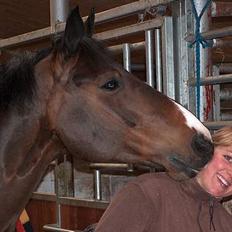 Anden særlig race Monark - A-hest i dressur