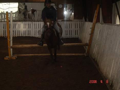 DSP Patricia*Solgt*Efterlyses - springer oxser.. hiih billede 10