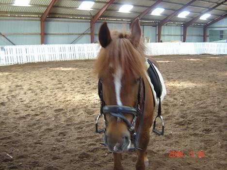 DSP Patricia*Solgt*Efterlyses - Hygger os billede 13