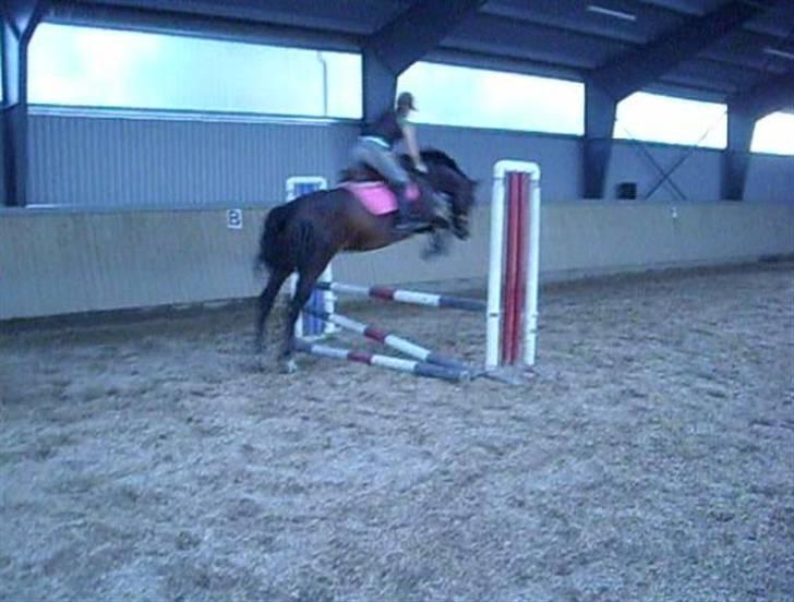 Dansk Varmblod Lund's Pamina - Spring med Mette på ryggen, en af det første gange under rytter. billede 8