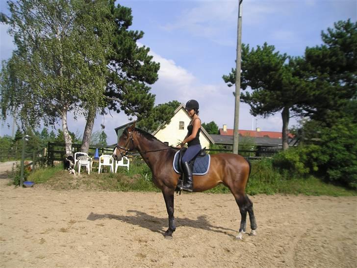 Dansk Varmblod Lund's Pamina billede 9