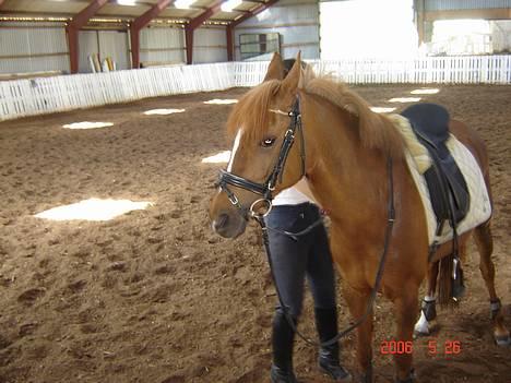 DSP Patricia*Solgt*Efterlyses - Skal til dressur.. billede 15