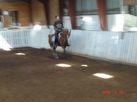 DSP Patricia*Solgt*Efterlyses - Min ride lære rider på hende.. Lisa Møller billede 16