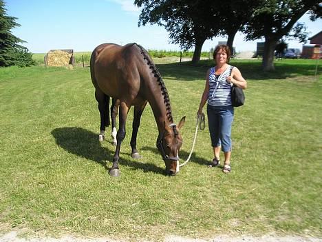 Dansk Varmblod Lund's Pamina - Pause mellem klasserne.. billede 10