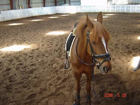 DSP Patricia*Solgt*Efterlyses - Skal til at ride dressur billede 18