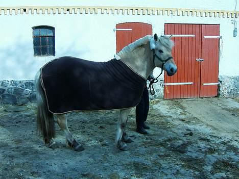 Fjordhest bell - min smukke tøs med dækken på. billede 8