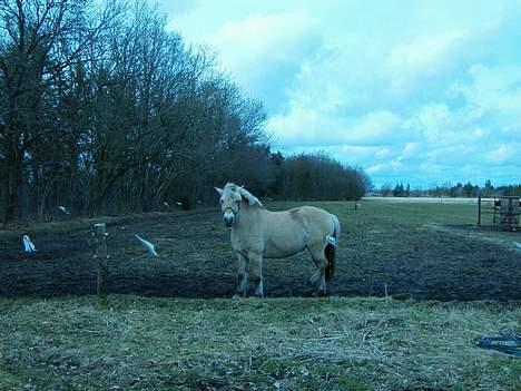 Fjordhest bell - hvor bliver de af? billede 9