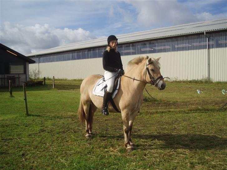 Fjordhest bell - sig mig hvor længe skal jeg vente? billede 11