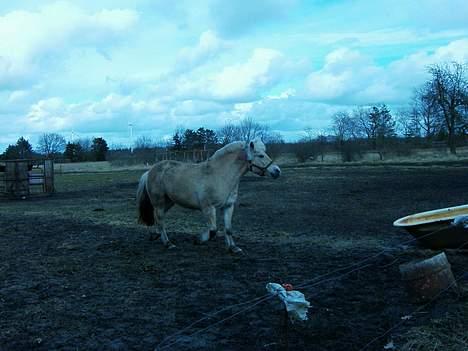 Fjordhest bell - lidt mere trav billede 12