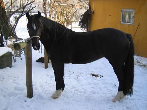 Welsh Cob (sec D) Dorthealyst Blacky billede 8