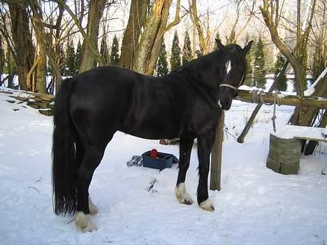 Welsh Cob (sec D) Dorthealyst Blacky billede 9